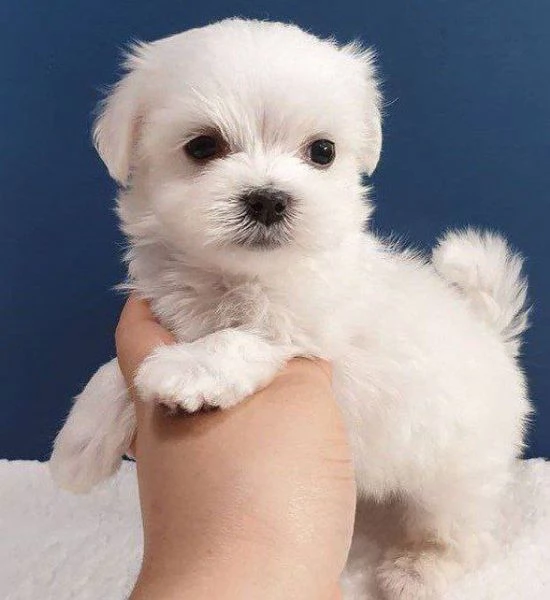 Regalo Eccellente Cuccioli di Maltese Per Case Amorevoli