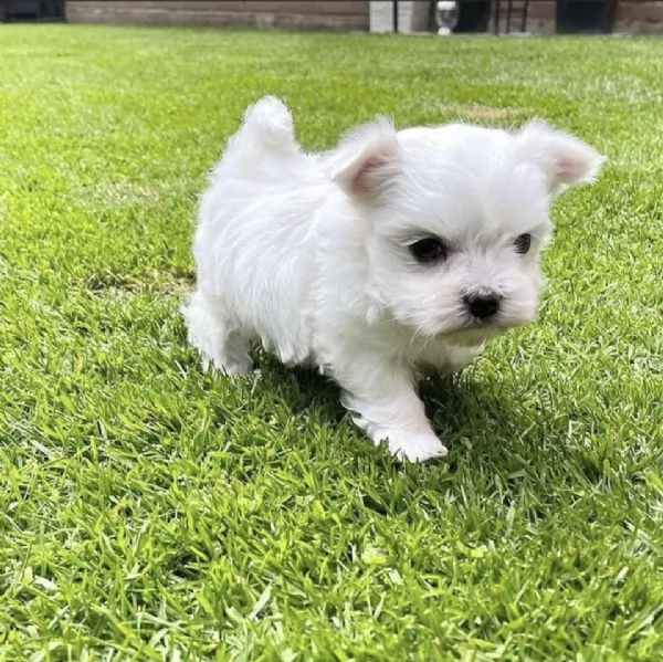 Regalo  Cuccioli di Maltese