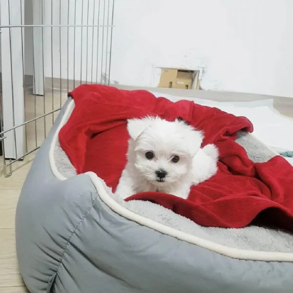 Regalo Cuccioli di Maltese maschi e femmine