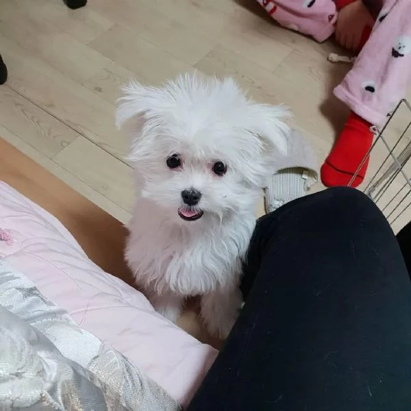 Regalo  Cuccioli di Maltese
