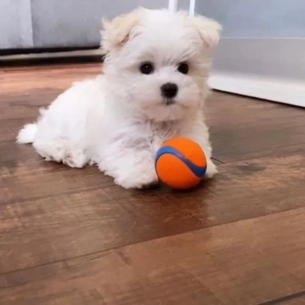 Regalo Cuccioli di Maltese sani e pronti a partire