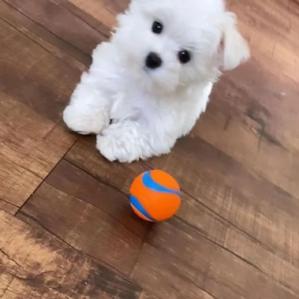 Regalo Adorabili cuccioli di Maltese