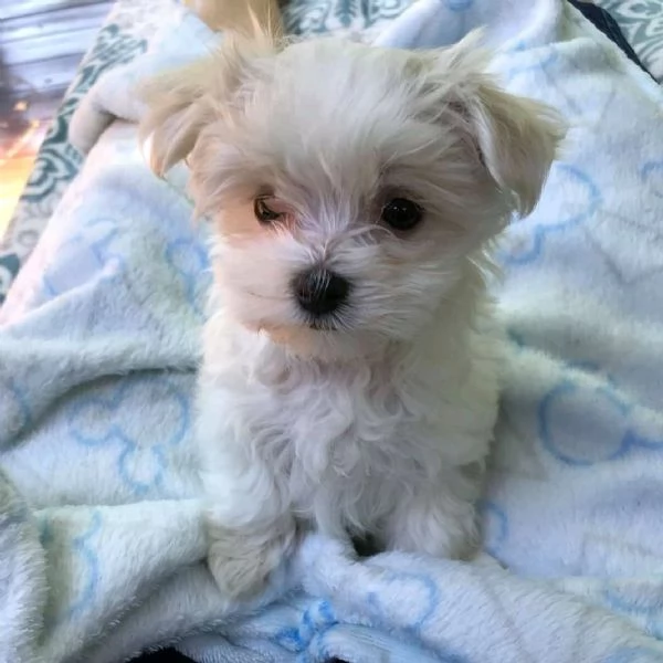 Regalo Cuccioli di Maltese di razza registrati