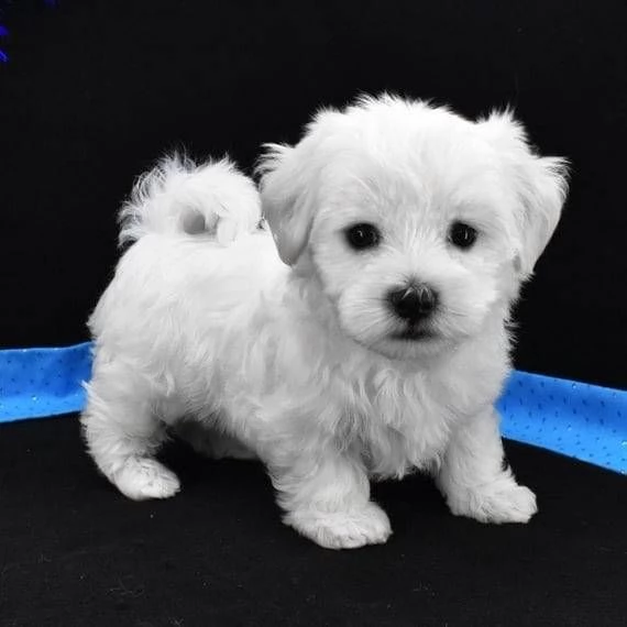 Regalo Toy Maltese garanzia di salute