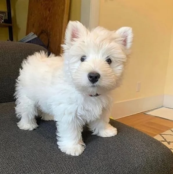 Regalo  Cuccioli di Maltese puro per buone case