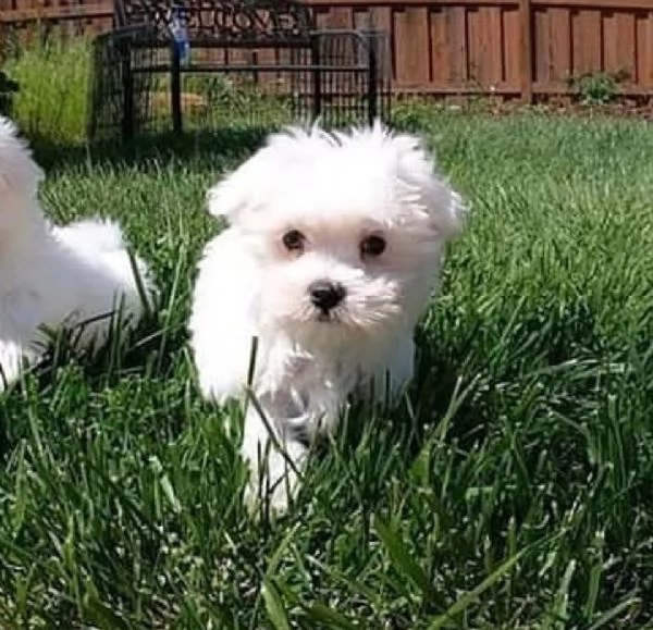 Regalo  Cuccioli di Maltese 1 maschio e 1 femmina
