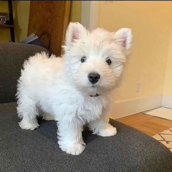 Regalo Bellissimi cuccioli di Maltese toy