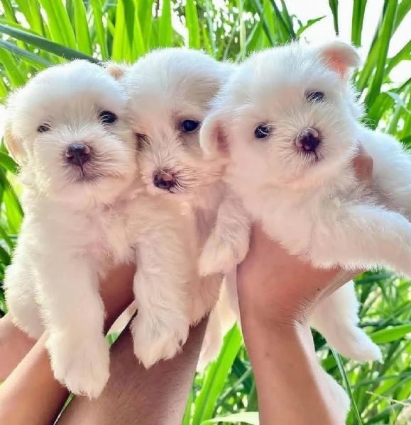 Regalo bellissimi cuccioli di Maltese