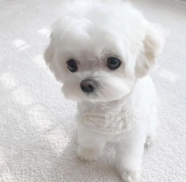 Regalo  Cuccioli di Maltese di qualit