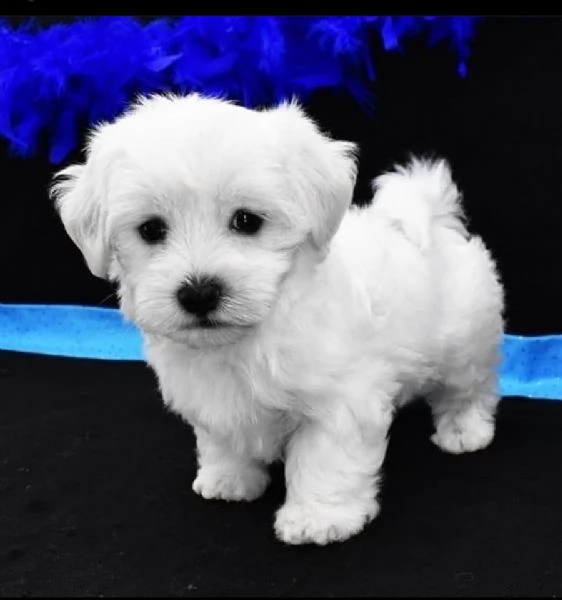 Regalo  Cuccioli di mini Maltese
