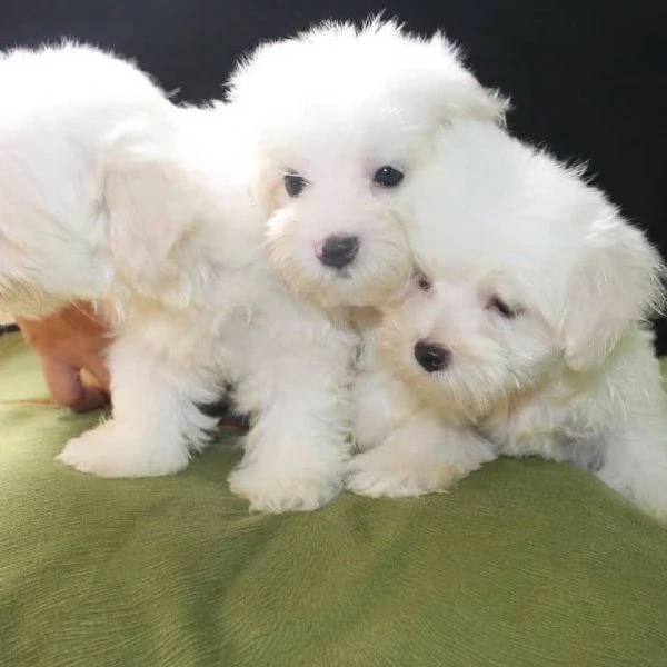 Regalo  Cuccioli di Maltese di razza