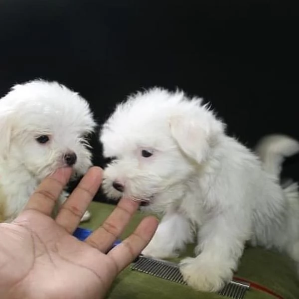Regalo  Cuccioli di Maltese registrati
