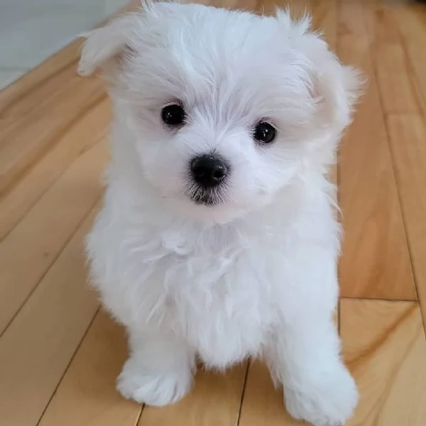 Regalo cuccioli di Maltese allevati in casa