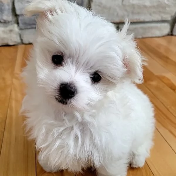 Regalo Mini Cuccioli di Maltese  Pronti per andare ora