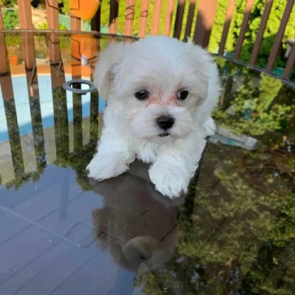 Regalo Cuccioli  di Maltese maschi e femmine