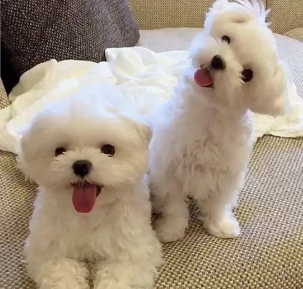 Regalo  Cuccioli di Maltese in miniatura