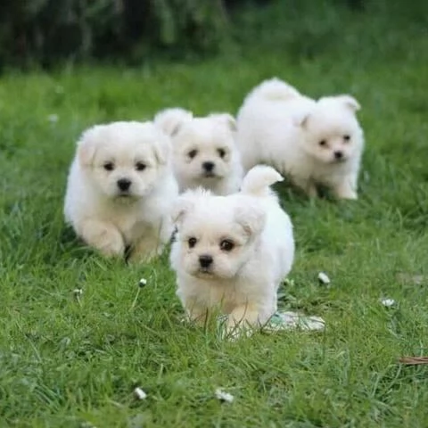 Regalo  Cuccioli di Maltese cresciuti in una buona casa