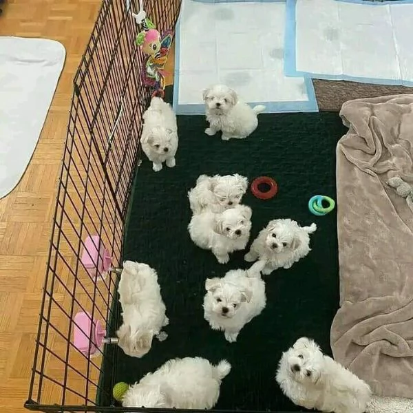 Regalo cuccioli di Maltese di razza pura