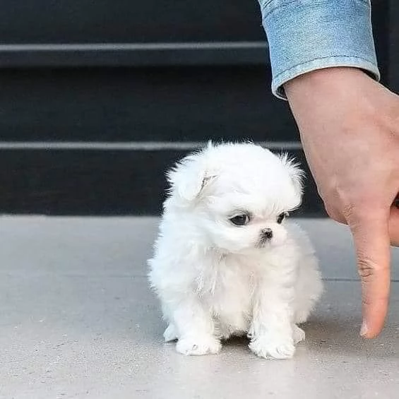 Regalo  Pronti i cuccioli di Maltese in miniatura