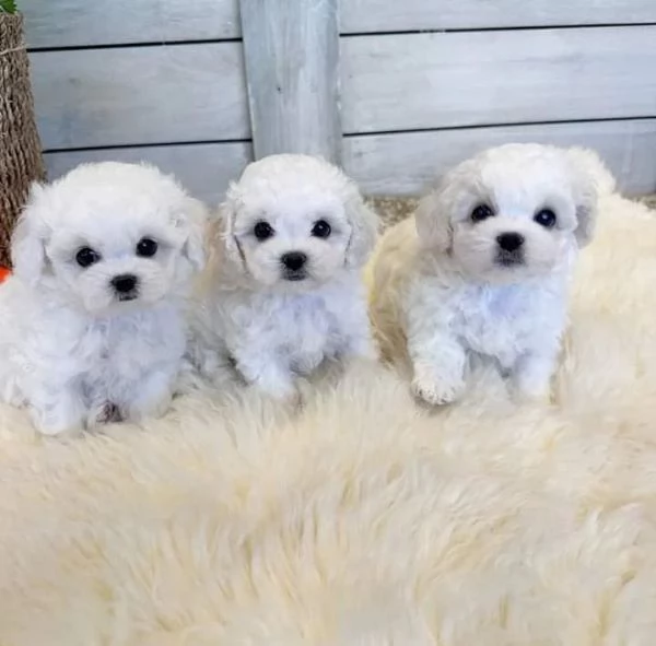 Regalo cuccioli di Maltese maschi e femmine per buone case