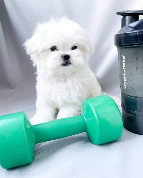 Regalo maschio e femmina cuccioli di Maltese Toy