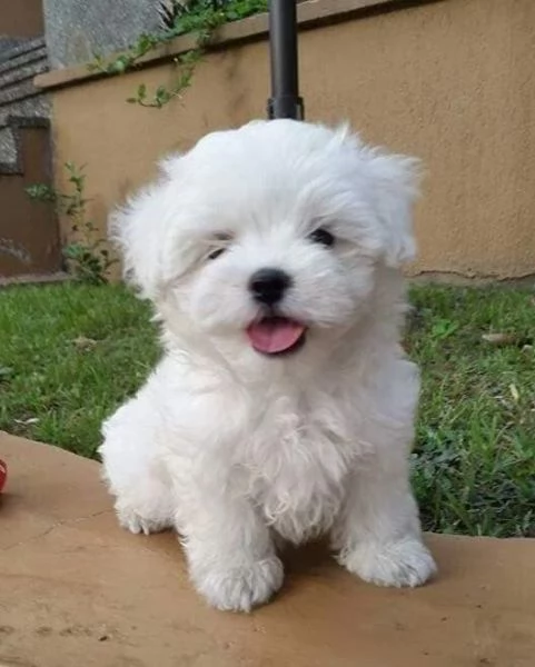 Regalo  Maltese di razza registrati