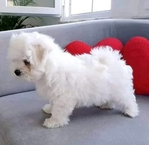 Regalo  Cuccioli di Maltese  che vanno a casa