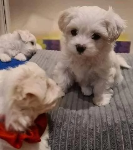 Regalo  Cuccioli di Maltese disponibili