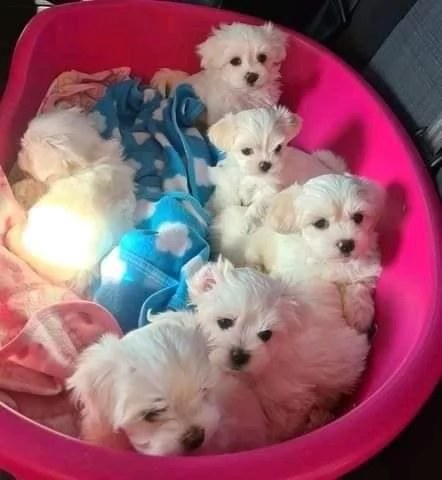 Regalo  Cuccioli di Maltese in cerca di buone case