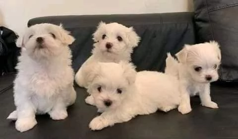Regalo  Cuccioli di Maltese toy 