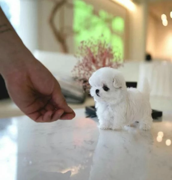 Regalo Adorabili cuccioli di Maltese