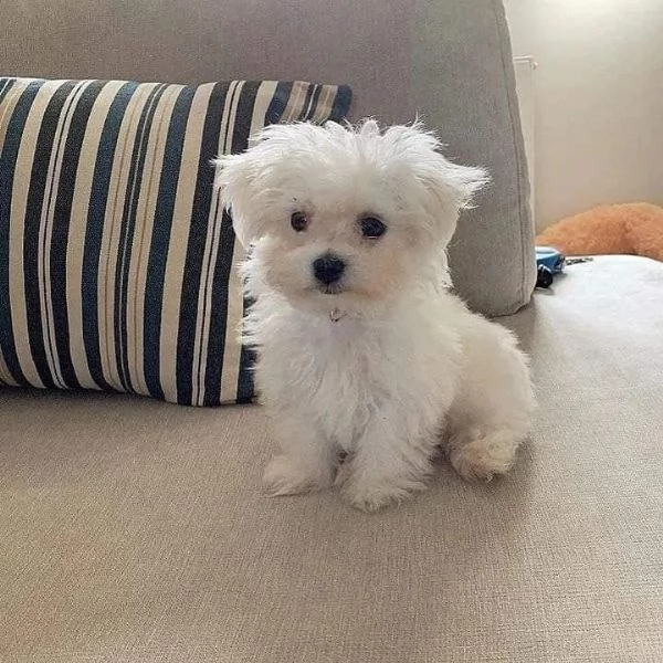 Regalo  Cuccioli di Maltese pronti a partire
