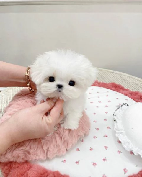 Regalo  Cuccioli di Maltese