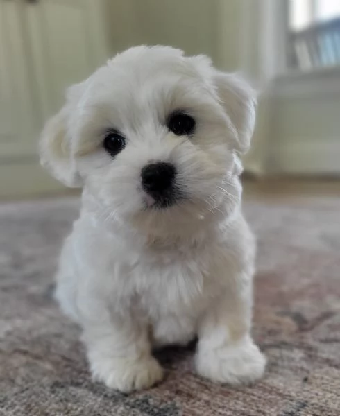 Regalo Bellissimi cuccioli di Maltese