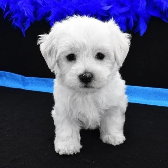 Regalo  Maltese Toy garanzia di salute