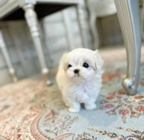Regalo Bellissimi cuccioli di Maltese toy