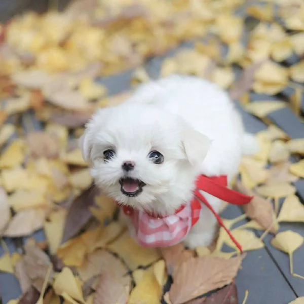 Regalo  Cuccioli di Maltese registrati