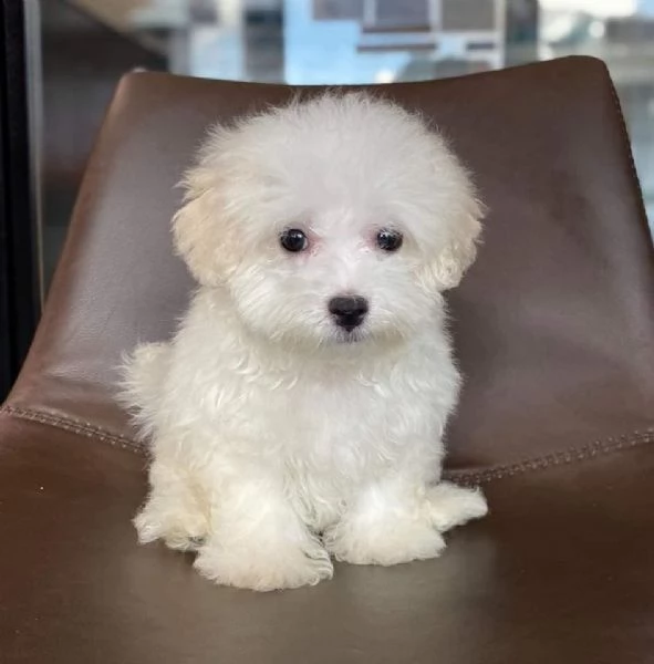 3 Regalo Cuccioli di Mini Maltese