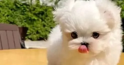 Regalo  Cuccioli di Maltese registrati