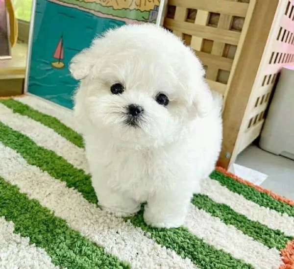Regalo Cuccioli di Maltese allevati in casa