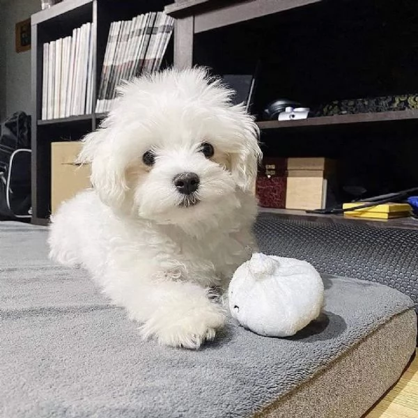 Regalo  Cuccioli di Maltese pronti a partire