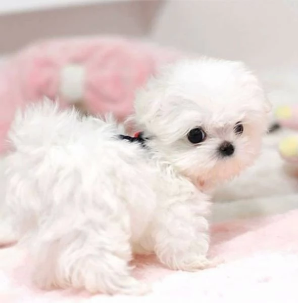 Regalo Adorabili cuccioli di Maltese di razza pura