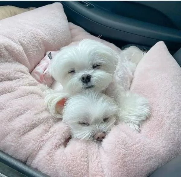  Bellissimi cuccioli di Maltese
