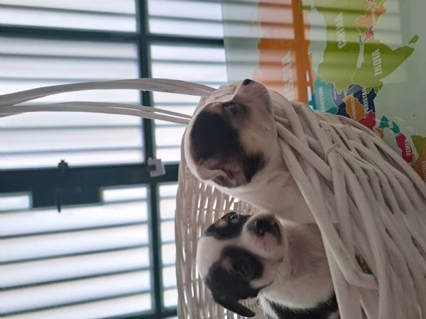 Chiuhuhua mini toy maschi 