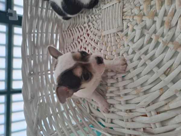 Chiuhuhua mini toy maschi  | Foto 1