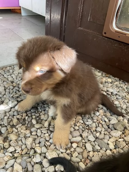 Cuccioli Pastore Australiano