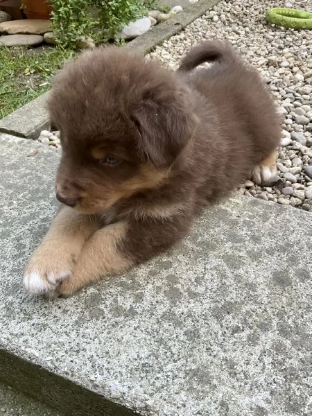 Cuccioli Pastore Australiano | Foto 6