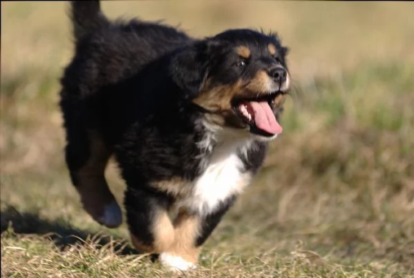 Cuccioli Pastore Australiano | Foto 6