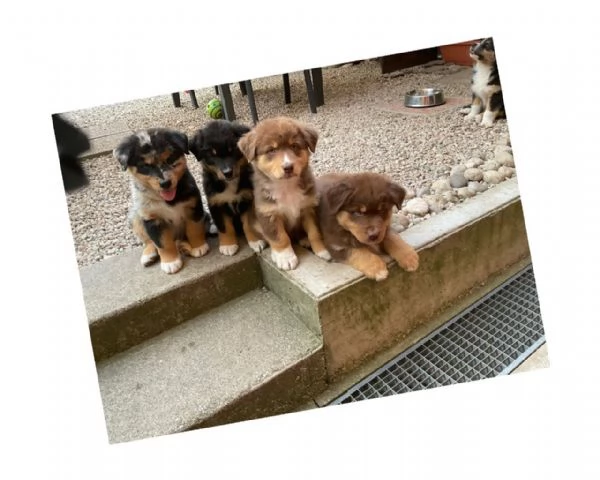 Cuccioli Pastore Australiano | Foto 5