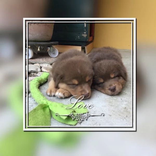 Cuccioli Pastore Australiano | Foto 4